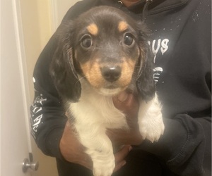 Dachshund Puppy for sale in SALEM, OR, USA