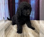 Small Photo #5 Labradoodle Puppy For Sale in Lake Elsinore, CA, USA
