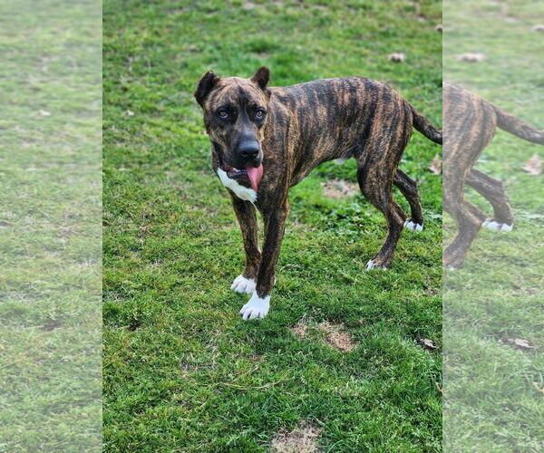 Medium Photo #2 Mutt Puppy For Sale in Shreveport, LA, USA