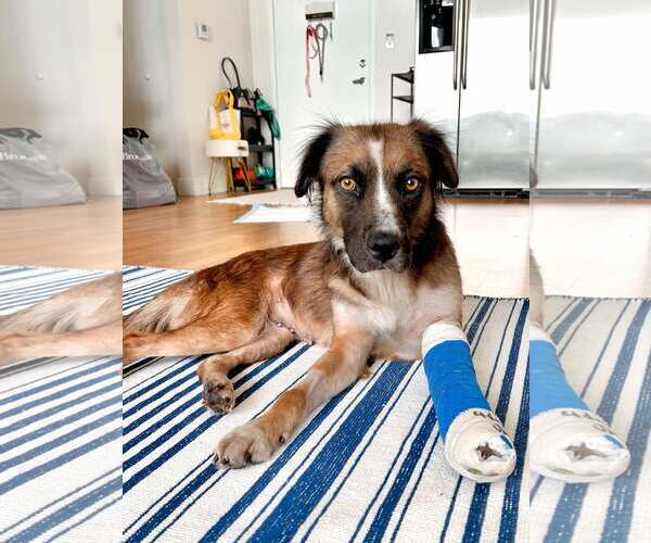 Medium Photo #3 Mutt Puppy For Sale in Miami, FL, USA