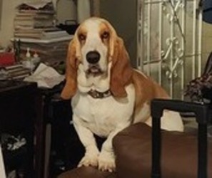 Father of the Basset Hound puppies born on 10/01/2022