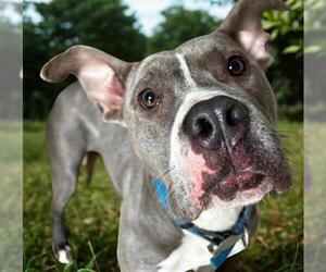 American Pit Bull Terrier Dogs for adoption in Akron, OH, USA