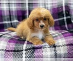 Small Photo #7 Cava-Tzu-Poodle (Miniature) Mix Puppy For Sale in LAKELAND, FL, USA