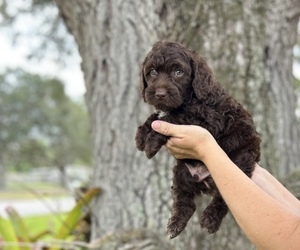 Medium Goldendoodle