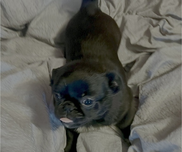 Medium Photo #12 Pug Puppy For Sale in MERIDEN, MN, USA