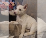 Small Photo #35 German Shepherd Dog-Siberian Husky Mix Puppy For Sale in SAINT MARYS, KS, USA
