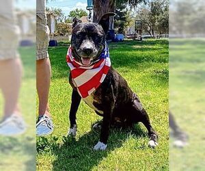 Xena Girl - Female American Pit Bull Terrier-American Staffordshire Terrier Mix Dog for Adoption - Photo #3