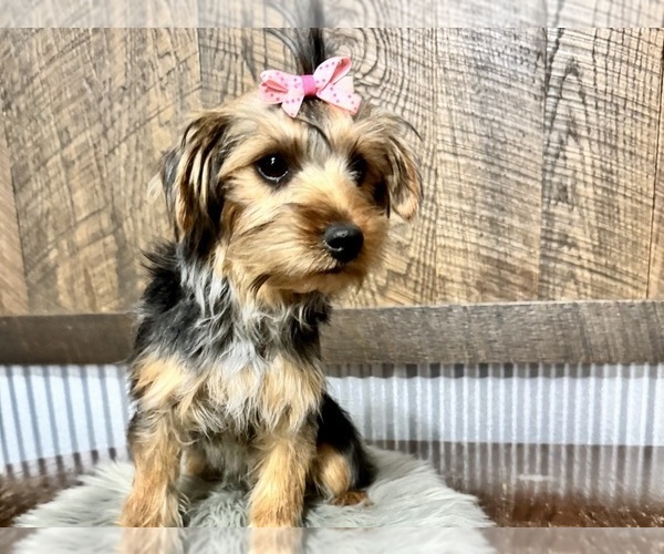 Medium Photo #9 Yorkshire Terrier Puppy For Sale in NAPPANEE, IN, USA