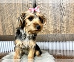 Small #8 Yorkshire Terrier