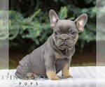 Small Photo #3 French Bulldog Puppy For Sale in EAST EARL, PA, USA