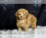 Small Photo #41 Poodle (Miniature) Puppy For Sale in WARSAW, IN, USA