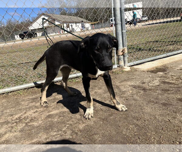 Medium Photo #3 Mountain Cur-Unknown Mix Puppy For Sale in Rockaway, NJ, USA