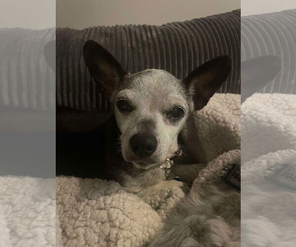 Medium Photo #9 Chihuahua Puppy For Sale in Gulfport, MI, USA