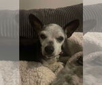 Small #8 Chihuahua