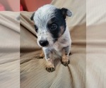 Small #3 Australian Cattle Dog