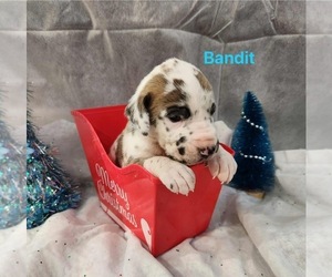 Great Dane Puppy for sale in BEL AIR, MD, USA
