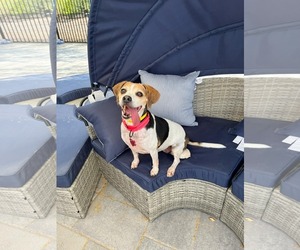 Beagle Dogs for adoption in Las Vegas, NV, USA