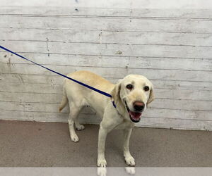 Labrador Retriever Dogs for adoption in San Bernardino, CA, USA