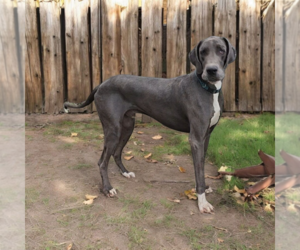 Father of the Great Dane puppies born on 05/11/2025