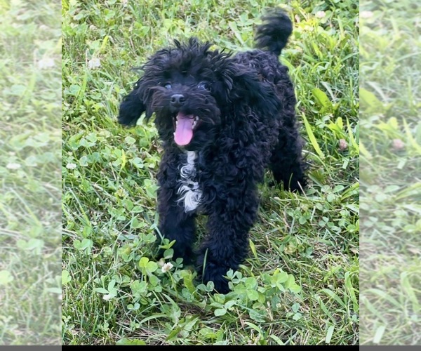 Medium Photo #2 Poodle (Toy) Puppy For Sale in NILES, MI, USA