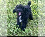 Small #1 Poodle (Toy)