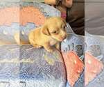 Small #2 Labrador Retriever-Whippet Mix