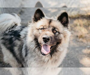 Huskies -Keeshond Mix Dogs for adoption in Longview, WA, USA