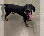 MEADOW - Female Mutt Dog for Adoption - Small photo