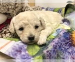 Small #3 Maltese-Poodle (Toy) Mix