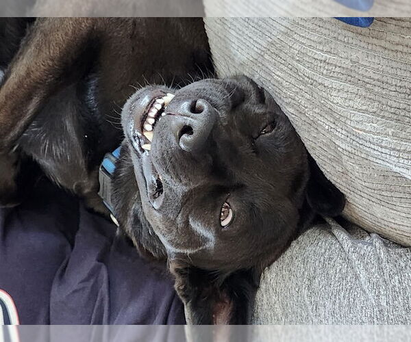 Medium Photo #2 German Shepherd Dog-Unknown Mix Puppy For Sale in San Diego, CA, USA