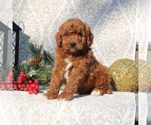 Goldendoodle (Miniature) Puppy for sale in EPHRATA, PA, USA