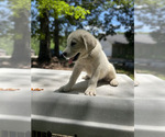 Puppy 4 Anatolian Shepherd-Great Pyrenees Mix