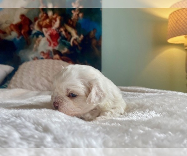 Medium Photo #2 ShihPoo-Zuchon Mix Puppy For Sale in GALENA, NV, USA