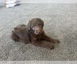 Puppy Brownie Labradoodle
