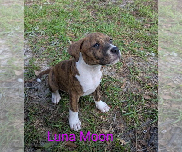 Medium Photo #1 American Pit Bull Terrier-American Staffordshire Terrier Mix Puppy For Sale in Wenonah, NJ, USA