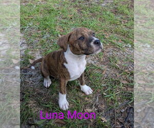 American Pit Bull Terrier-American Staffordshire Terrier Mix Dogs for adoption in Wenonah, NJ, USA