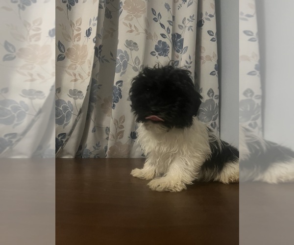 Medium Photo #57 Havanese Puppy For Sale in DURHAM, CT, USA