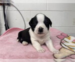 Small #1 Mutt