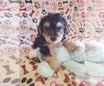 Small Photo #2 Morkie-Yorkshire Terrier Mix Puppy For Sale in HAMPTON, VA, USA