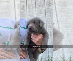 Labrador Retriever Puppy for Sale in BLAKESBURG, Iowa USA