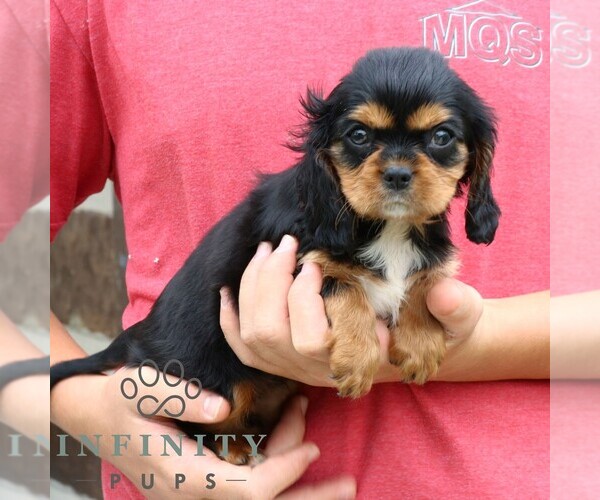 Medium Photo #5 Cavalier King Charles Spaniel Puppy For Sale in NARVON, PA, USA
