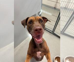 American Pit Bull Terrier Dogs for adoption in Fayetteville, NC, USA