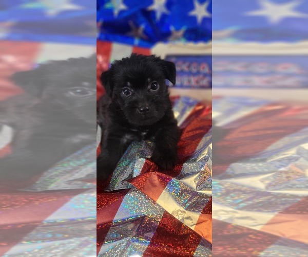 Medium Photo #113 Yorkshire Terrier Puppy For Sale in AKRON, OH, USA
