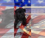Small #9 Yorkshire Terrier