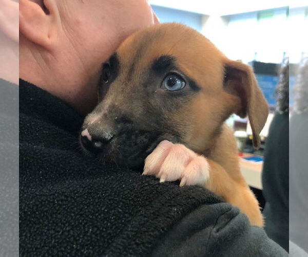 Medium Photo #4 American Staffordshire Terrier-Siberian Husky Mix Puppy For Sale in Raleigh, NC, USA