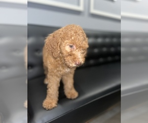 Goldendoodle-Poodle (Miniature) Mix Puppy for sale in ORLANDO, FL, USA
