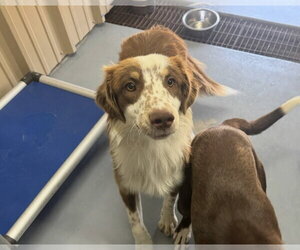 Australian Shepherd-Unknown Mix Dogs for adoption in Grafton, WI, USA