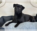 Small Pug Mix