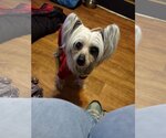Small Mutt