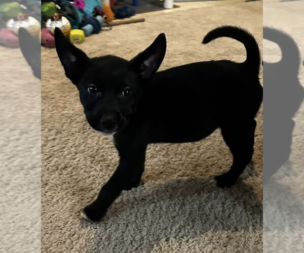 Medium Photo #6 Labrador Retriever-Unknown Mix Puppy For Sale in OKLAHOMA CITY, OK, USA